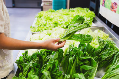 Woman choosing fresh lettuce salad at vegetables store in super market.