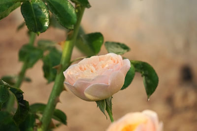 Close-up of rose plant