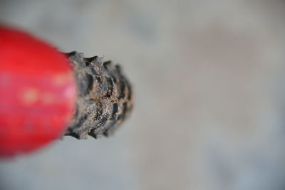 Close-up of insect