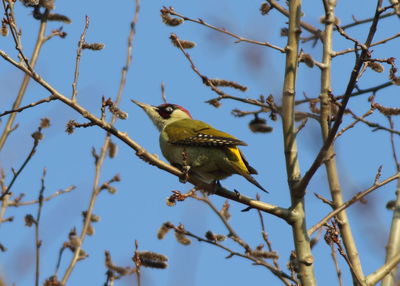 Bird perching on a tree