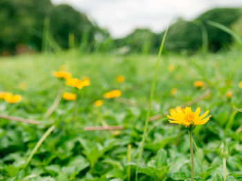Close-up of yellow flowering plant on field