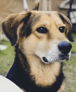 Close-up of dog looking away