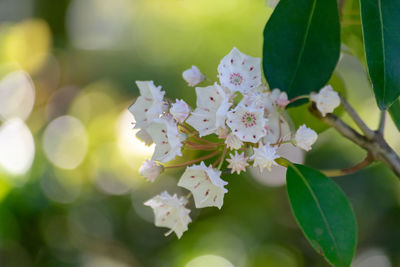 Close-up of white cherry blossom tree