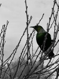 Low angle view of bird perching on branch