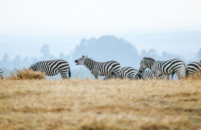 Zebras on field against sky