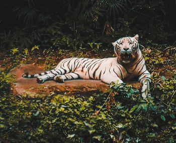 Tiger in a forest