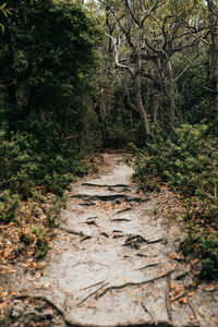 View of trees in forest