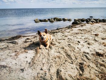 Dog on the beach