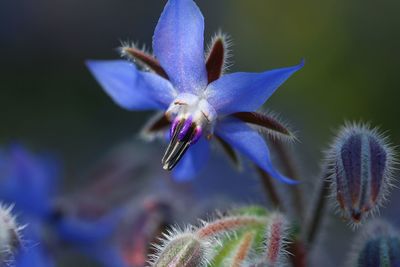 Close-up of purple flowering plant