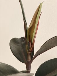 Close-up of flowering plant against white background