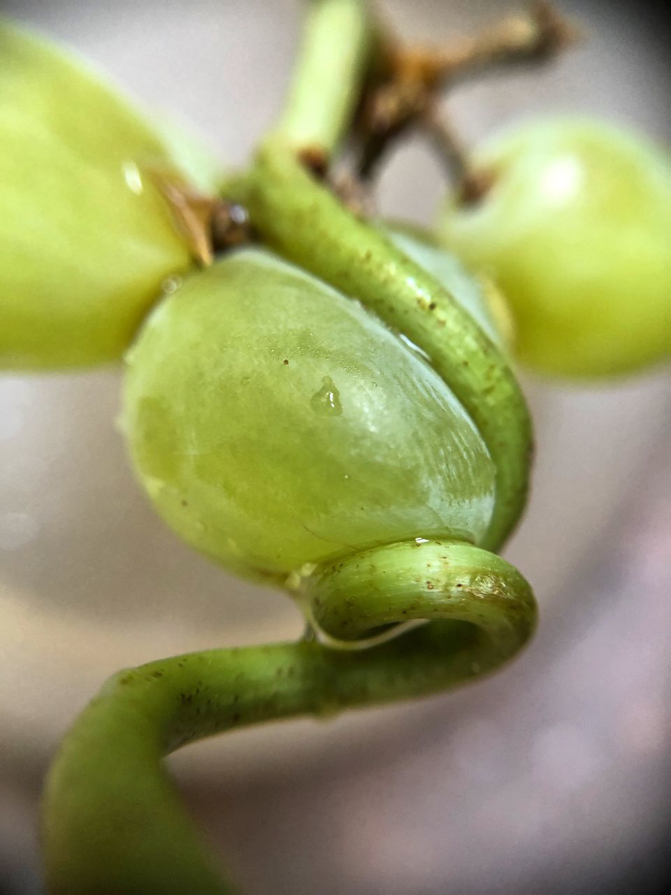 CLOSE-UP OF GREEN FRUITS