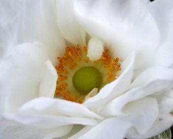 Macro shot of white flowering plant