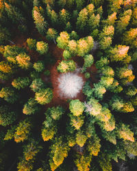 Full frame shot of plants