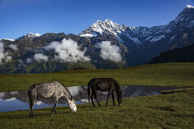 Horses on snow covered field against sky