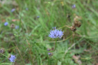 Close-up of purple flower blooming on field