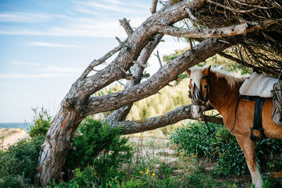 Horse by tree on field