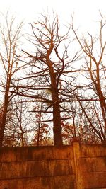Low angle view of bare trees against sky