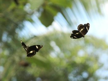 Close-up of butterfly flying