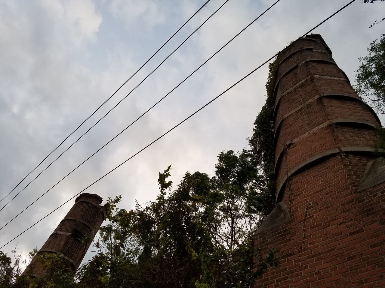 LOW ANGLE VIEW OF TREES AGAINST SKY