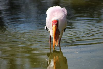 Close-up of bird in lake