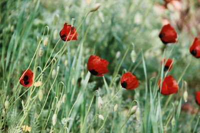 Close-up of red poppy flowers on field