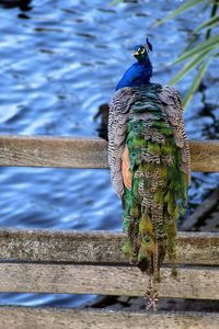 Close-up of peacock