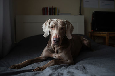 Portrait of dog relaxing on bed at home