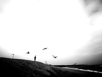 Birds flying over beach