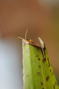 Close-up of grasshopper on cactus