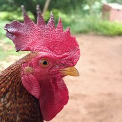 Close-up of rooster