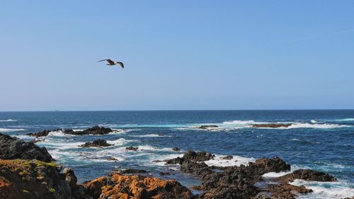 Seagull flying over sea