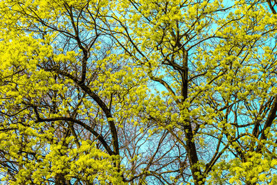 Low angle view of tree against sky