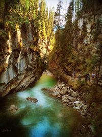 Stream flowing through forest