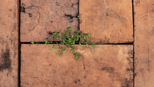 Full frame shot of weathered wall