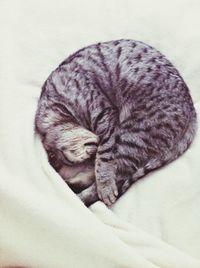 animal themes