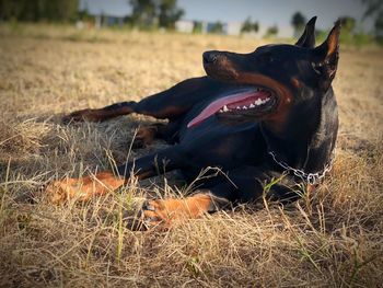 Dog looking away while lying on dry grass