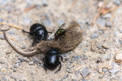 Close-up of insect