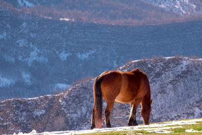 Horse standing in snow