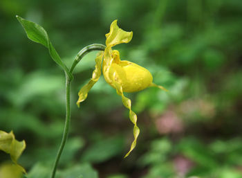 Close-up of yellow flower blooming outdoors