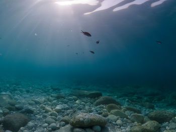 View of fish underwater