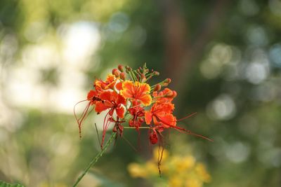 Close-up of red flowering plant