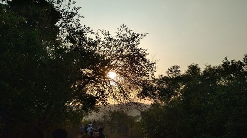 Low angle view of tree against sky