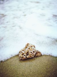 Close-up of lizard on sand at beach