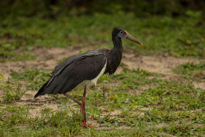 Side view of a bird on field