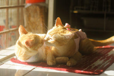 Close-up of a cat sleeping