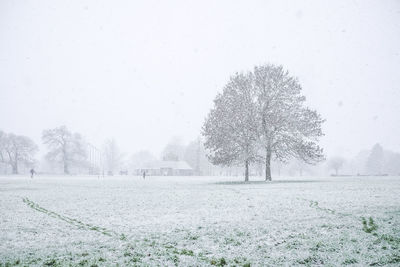 Trees in park against sky during winter