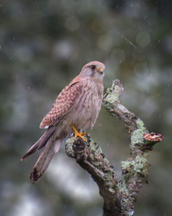 Close-up of bird perching on a tree