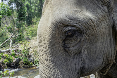 Close-up of elephant in forest