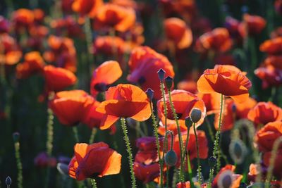 Close-up of poppy blooming outdoors