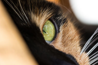 Close-up of the eye of a cat
